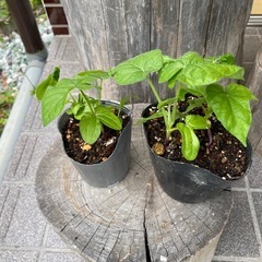 朝顔の苗
