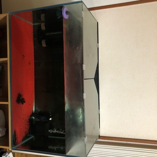 熱帯魚、レッドチェリーシュリンプ