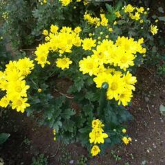 菊の挿し木苗の画像