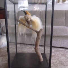 鳥の剥製（極楽鳥）