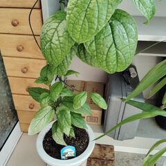 観葉植物