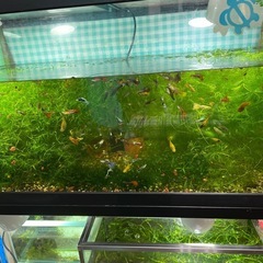 決まりました🍀水草🍀ナヤス🍀洗面器いっぱい分くらい