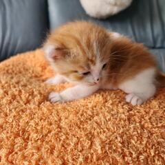 茶トラの子猫の里親募集（①、③の子はお話中）