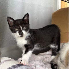 残った仔猫 １ヶ月ちょっとのオス (♂) 野良猫の仔猫