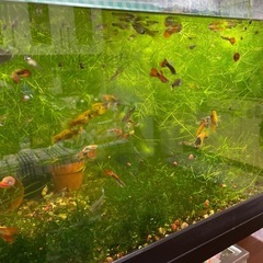 決まりました🍀水草🍀マツモ🍀洗面器いっぱい分くらい