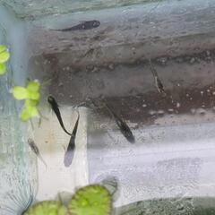 高級メダカ　幼魚１０匹