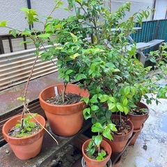【6/10 11日限定】椿など　鉢植え　8点　