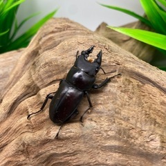 パリーシカノコギリクワガタ
