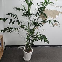 大型観葉植物 高さ200cm