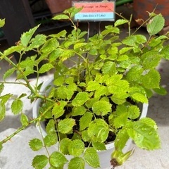 薔薇苗　売ります