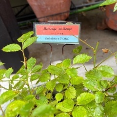 薔薇苗　売りますの画像