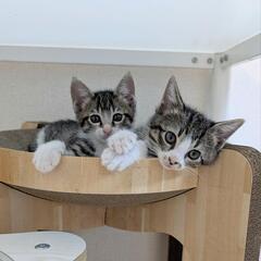 子猫たくさん🐱❤ - 猫