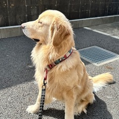里親募集してます。ゴールデンレトリバーです。