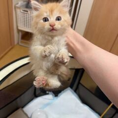 チャトラの子ぬこ