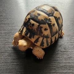 リクガメ  フィギュア