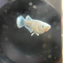 【メダカ屋　恵作めだか】　ヴェール　写真は現物　ランダムに撮影　若魚　1匹500円の画像