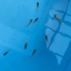 【メダカ屋　恵作めだか】　ヴェール　写真は現物　ランダムに撮影　若魚　1匹500円の画像