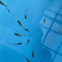 【メダカ屋　恵作めだか】　ヴェール　写真は現物　ランダムに撮影　若魚　1匹500円の画像