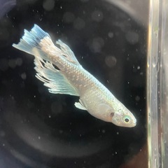 【メダカ屋　恵作めだか】　ヴェール　写真は現物　ランダムに撮影　若魚　1匹500円の画像