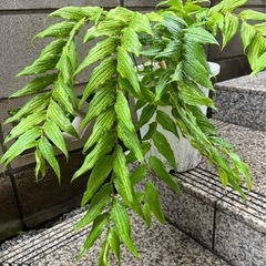 （紀伊）キイジョウロウホトトギス　鉢植え  