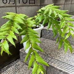 （紀伊）キイジョウロウホトトギス　鉢植え  の画像