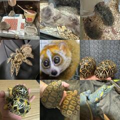 ⑩🐍爬虫類専門LINEOpenChat　　　　　✨レプリストハチュグル🦎　　　　　新規参加メンバー大募集‼️ − 埼玉県