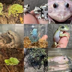 ⑩🐍爬虫類専門LINEOpenChat　　　　　✨レプリストハチュグル🦎　　　　　新規参加メンバー大募集‼️ - メンバー募集