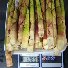 決まりました‼️残り5キロ‼️タケノコ