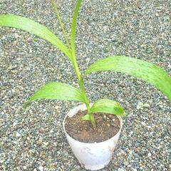 紫蘭の鉢植え
