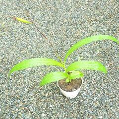 紫蘭の鉢植えの画像