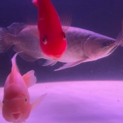 古代魚
