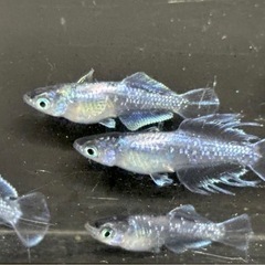スペードシルバー稚魚10匹の画像