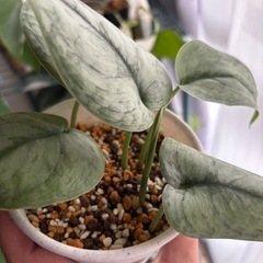スキンダプサス　シルバークラウド　観葉植物