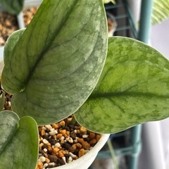 スキンダプサス　シルバークラウド　観葉植物の画像