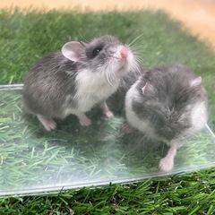 ★SALE★ロボロフスキー　ブルー♂のみ