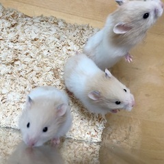 丸顔可愛い♡ゴールデンハムスター　クリーム&ホワイト♂