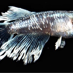 グラディオ稚魚10匹の画像