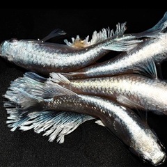 グラディオ稚魚10匹の画像