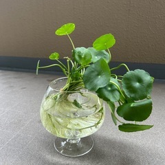 ウォーターコイン　水草