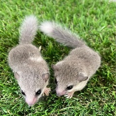 アフリカヤマネベビー3匹募集中