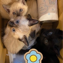 子猫(メス)の里親様を募集します。
