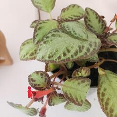 エピスシア（イワタバコ科）の画像