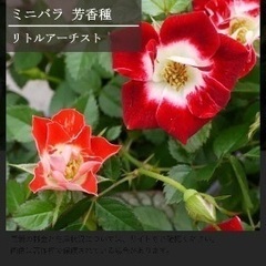 薔薇苗　売りますの画像