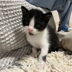 子猫飼える人探してます