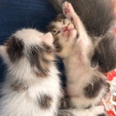 子猫4匹います − 秋田県