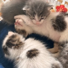 子猫4匹います