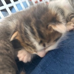 子猫4匹います - 猫