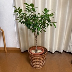 観葉植物ベンジャミン