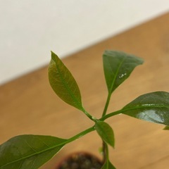 植物　アボカド　苗の画像