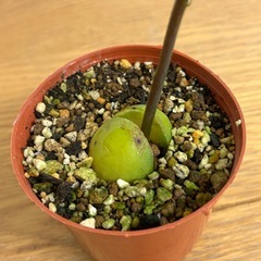 植物　アボカド　苗の画像
